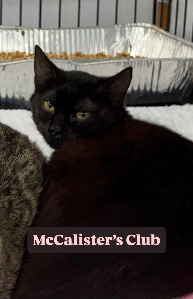 A baby medium-sized female Domestic Short Hair cat named Mcalister's Club for adoption in Rome, GA