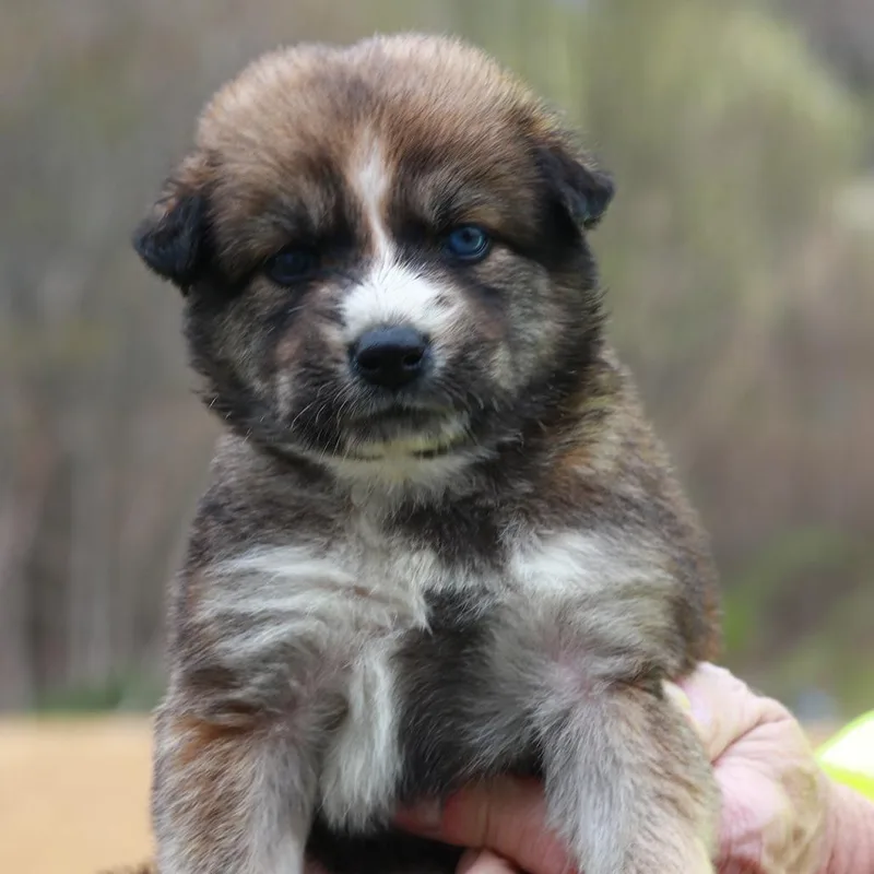 A baby small-sized female Shepherd dog named Ct Magnolia Avail May for adoption in Eastford, CT