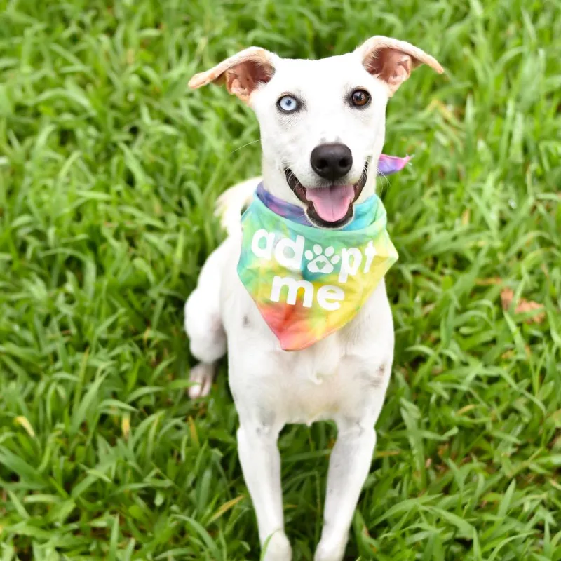 An adult medium-sized female White / Cream Mixed Breed dog named Piper for adoption in Kailua Kona, HI