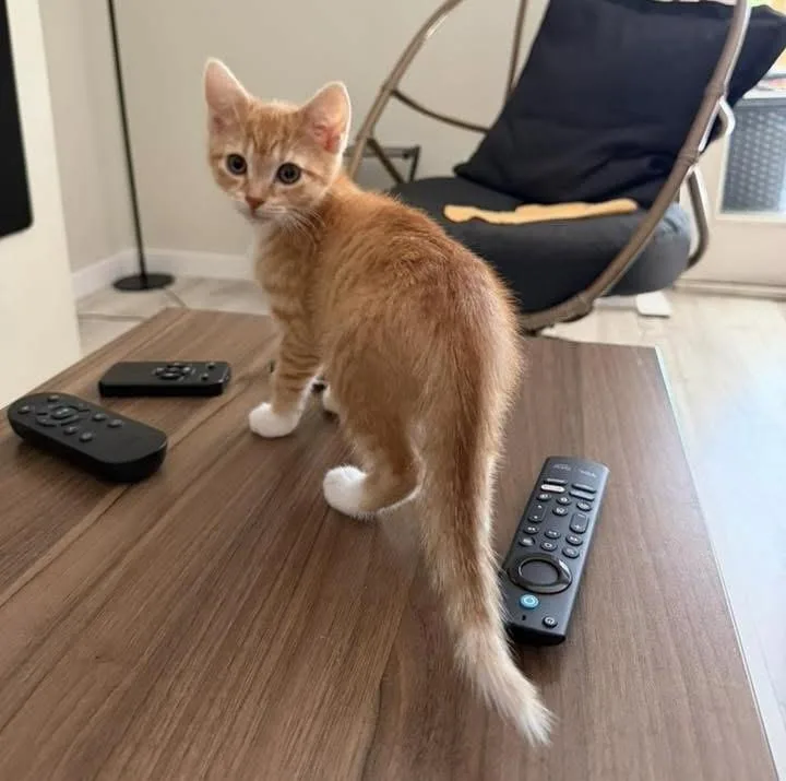 A baby medium-sized female Tabby (Orange / Red) Domestic Short Hair cat named Princess Peach for adoption in Breinigsville, PA