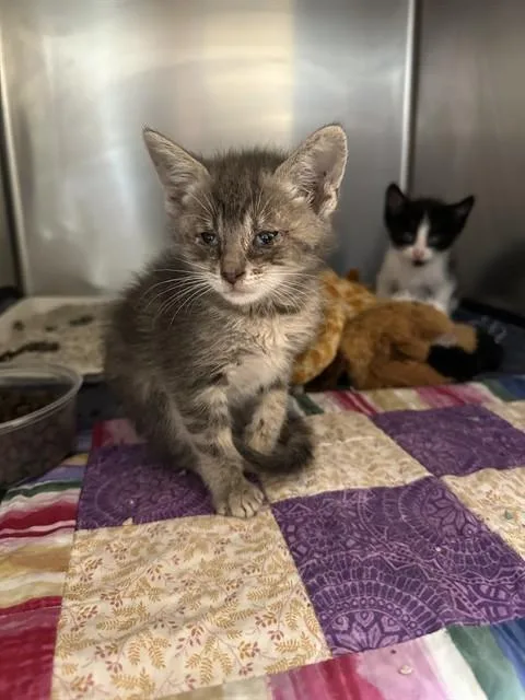 A baby small-sized female Domestic Short Hair cat named Gretel for adoption in Riverside, CA