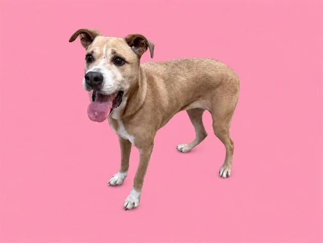 An adult large-sized female American Bulldog dog named Samantha for adoption in Miami, FL