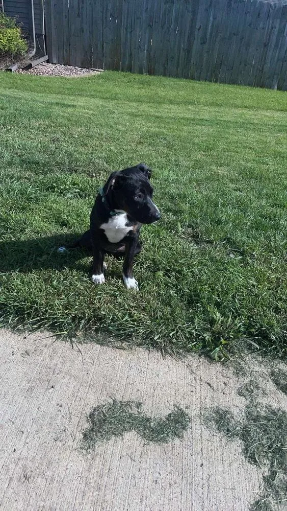 A baby medium-sized female Tricolor (Brown, Black, & White) American Staffordshire Terrier dog named Almond for adoption in Rockland, WI