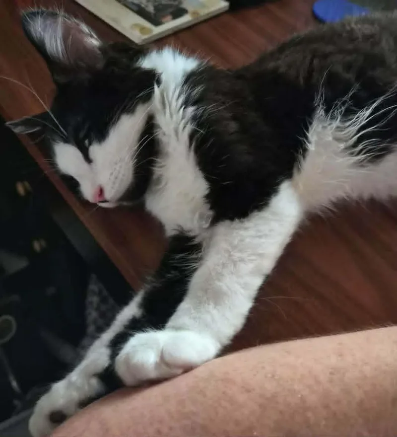 A baby medium-sized male Black & White / Tuxedo Domestic Short Hair cat named Duluth for adoption in Springfield, PA