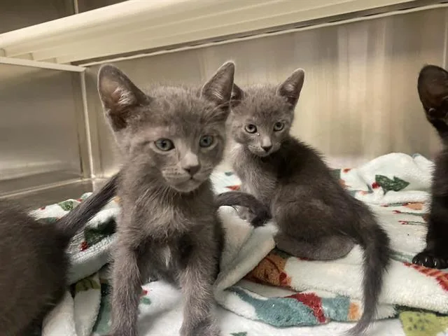 A baby small-sized male Domestic Short Hair cat named Wave for adoption in Tustin, CA