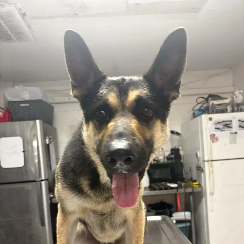 An adult medium-sized male Brown / Chocolate German Shepherd Dog dog named Bubby for adoption in Edinburg, TX