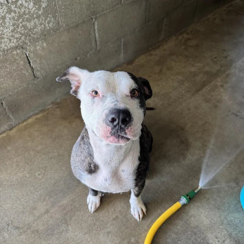 Scarlett thumbnail 2