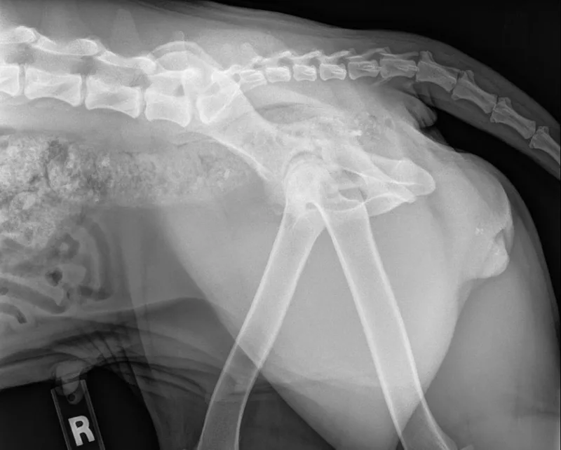 Scarlett thumbnail 5