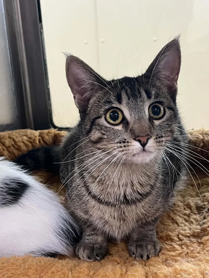 A young medium-sized female Domestic Short Hair cat named Lovey for adoption in Austin, MN