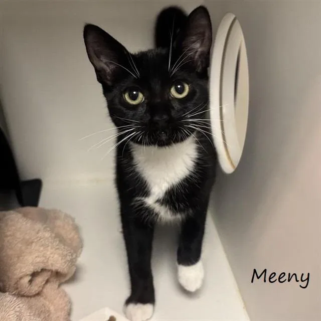 Meeny