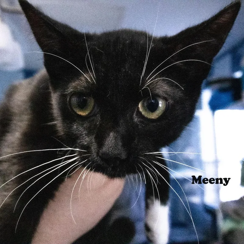 Meeny thumbnail 2