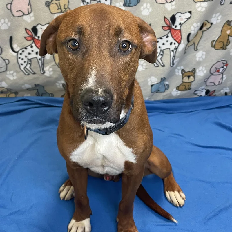 Sawyer Brown thumbnail 2