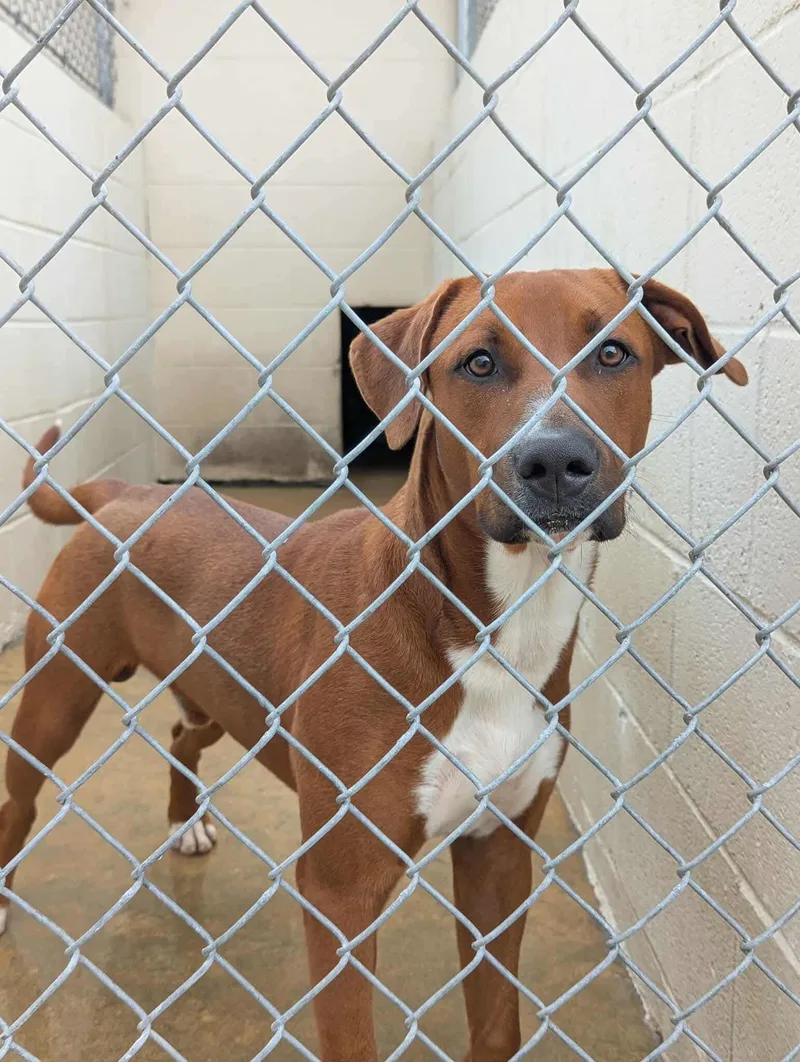 Sawyer Brown thumbnail 3