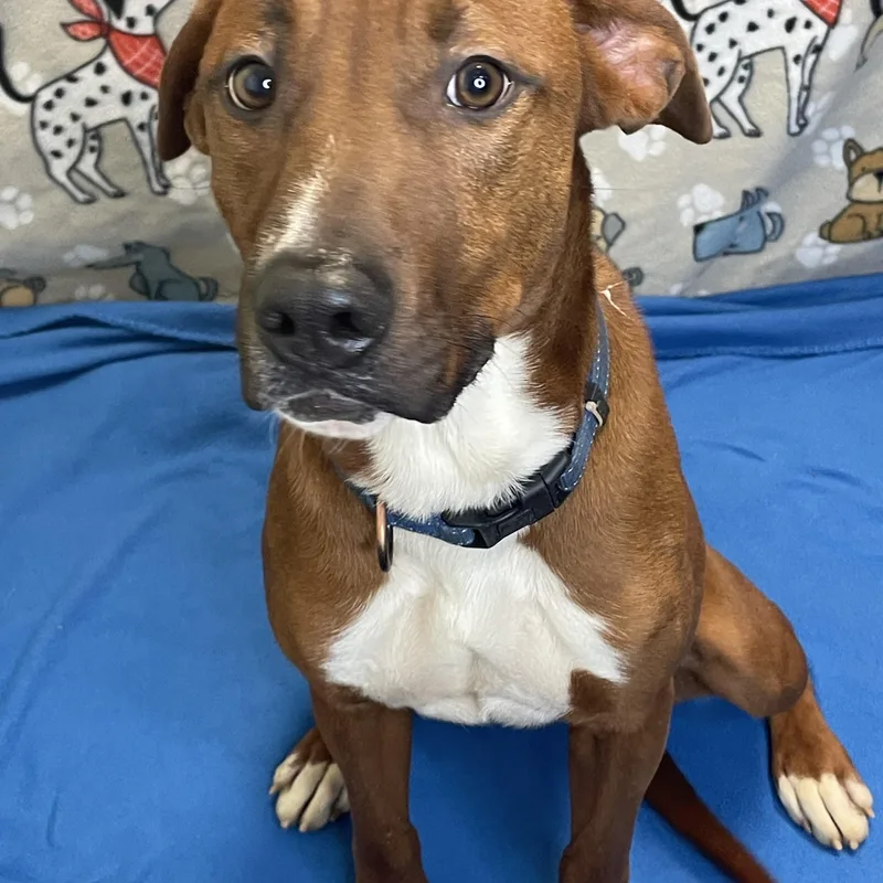 Sawyer Brown thumbnail 4