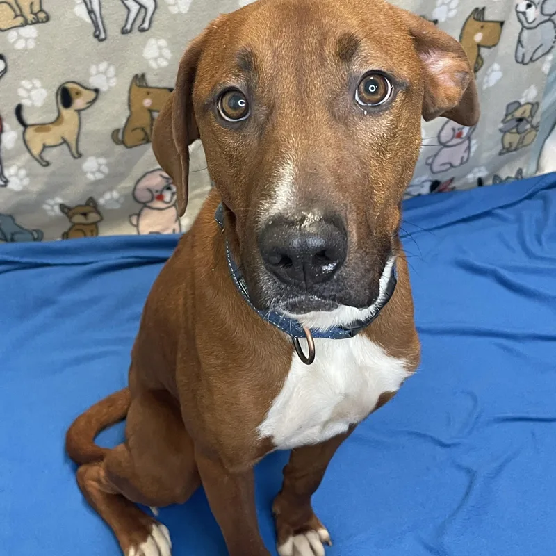 Sawyer Brown thumbnail 5