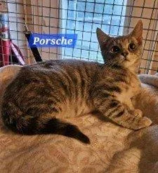A baby small-sized female Tabby (Gray / Blue / Silver) Domestic Short Hair cat named Porsche for adoption in Raleigh, NC