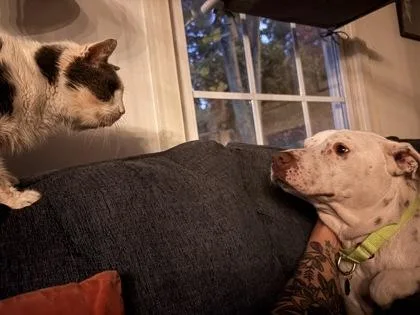 Pomegranate thumbnail 2