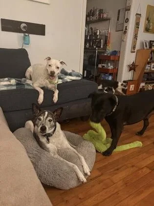 Pomegranate thumbnail 3