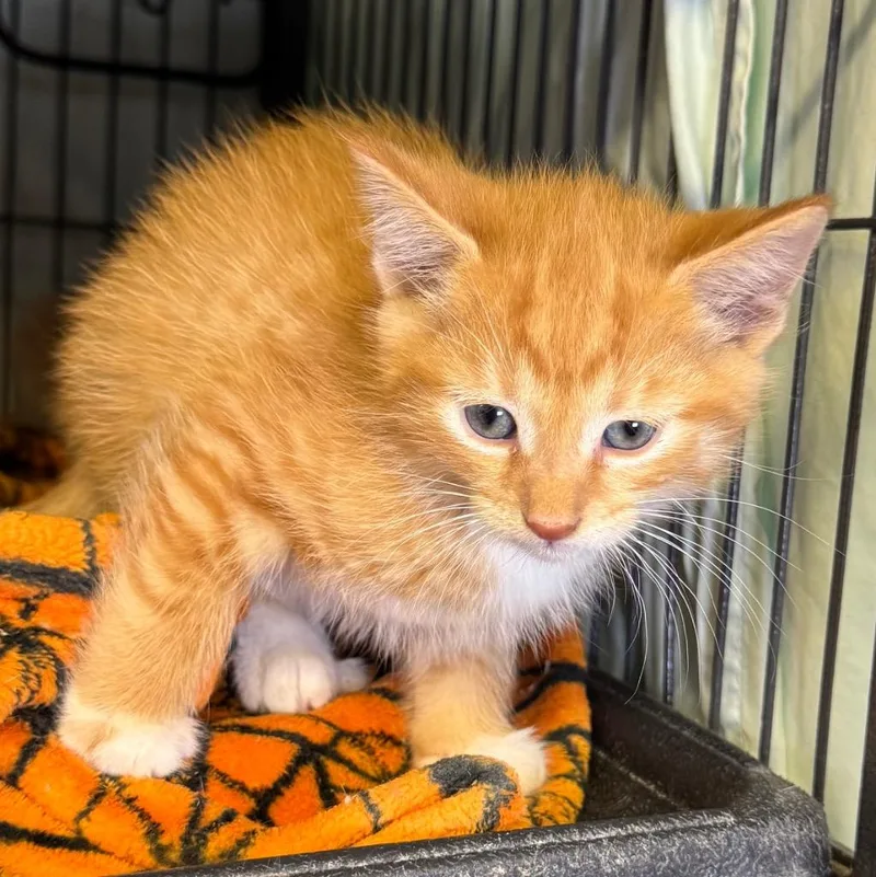 A baby medium-sized male Domestic Medium Hair cat named Mellon for adoption in Saginaw, MI