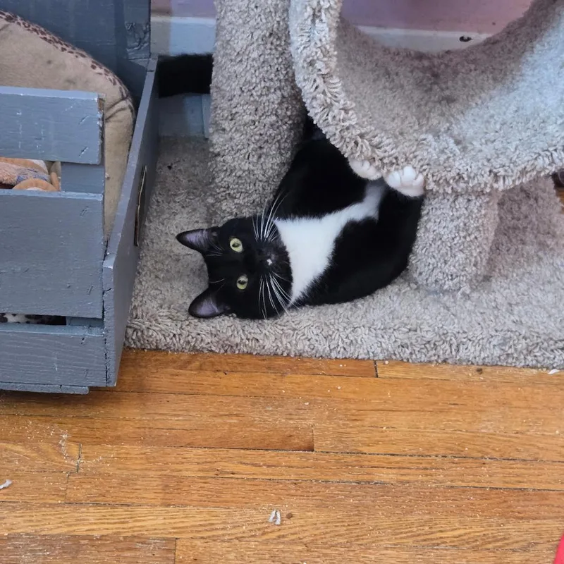 An adult large-sized male Black Domestic Short Hair cat named Isaac Mewton for adoption in Inver Grove Heights, MN