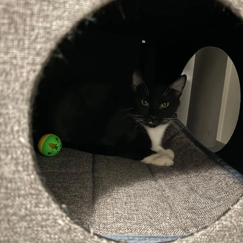 Isaac Mewton thumbnail 4