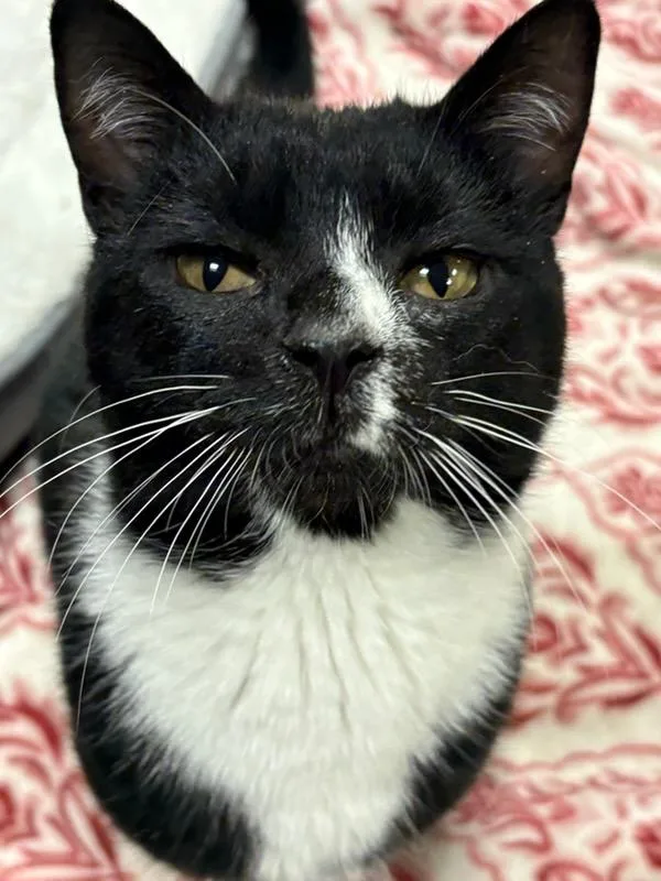 An adult medium-sized male Black & White / Tuxedo Domestic Short Hair cat named Leo for adoption in Sudbury, MA
