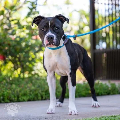 An adult medium-sized female Pit Bull Terrier dog named Mai for adoption in Honolulu, HI