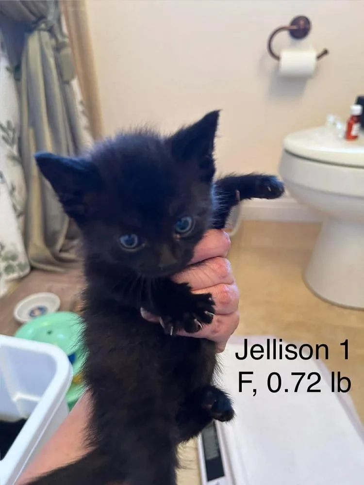 A baby small-sized female Black & White / Tuxedo Domestic Short Hair cat named Void for adoption in Orlando, FL