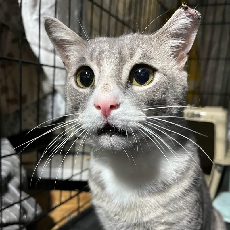 An adult medium-sized male Tabby (Gray / Blue / Silver) Domestic Short Hair cat named Elijah for adoption in Bloomfield, NJ