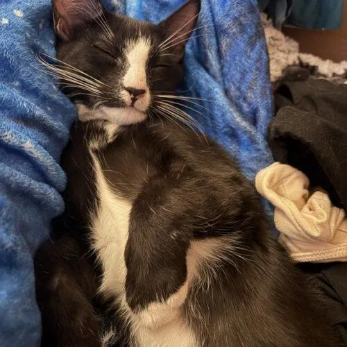 A baby small-sized male Black & White / Tuxedo Domestic Short Hair cat named Nigel for adoption in Tampa, FL