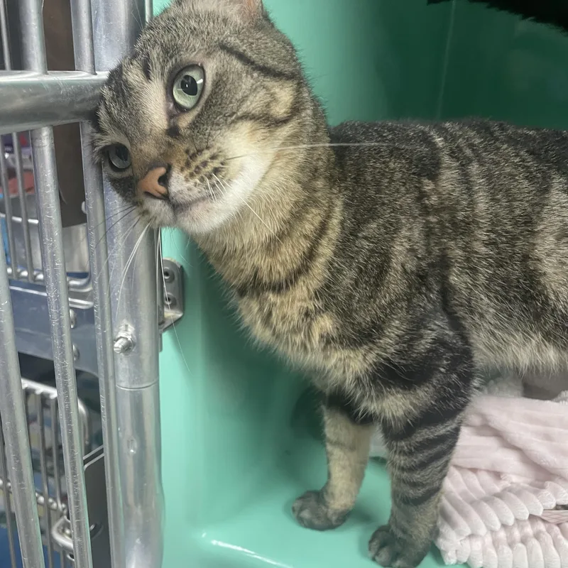 An adult medium-sized female Brown / Chocolate Domestic Short Hair cat named Pekoe for adoption in Holly, MI