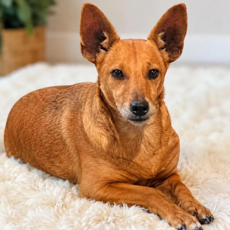 An adult small-sized female Golden Chihuahua dog named Nikita for adoption in Baldwin, MD