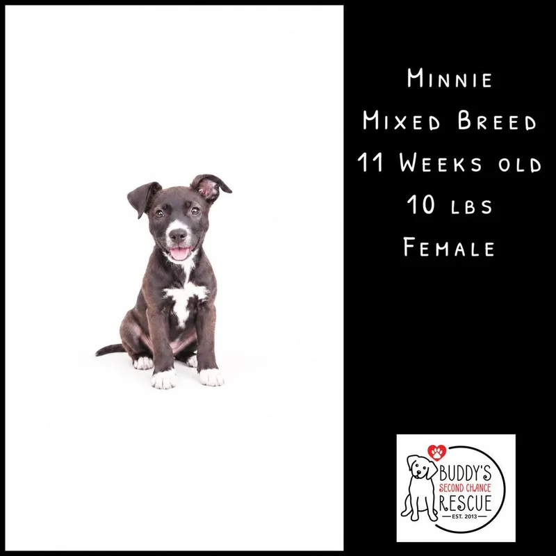 Minnie thumbnail 5