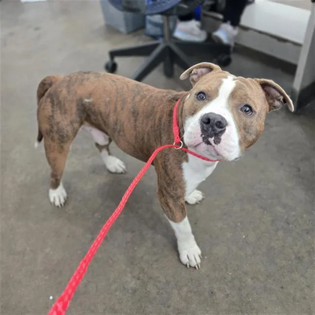 An adult medium-sized male Mixed Breed dog named Brock for adoption in Dallas, TX