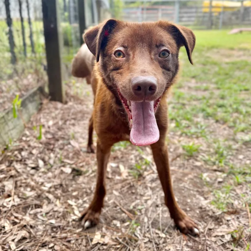 A young medium-sized male Brown / Chocolate Mixed Breed dog named Arabica Bean for adoption in Milton, FL