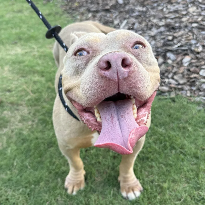 Nala