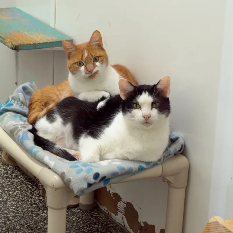 An adult large-sized male Domestic Short Hair cat named Sidney&Bronwyn for adoption in McKenzie, TN