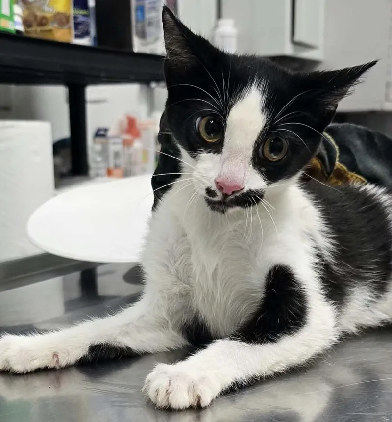 A baby small-sized male Domestic Short Hair cat named Feisty for adoption in Hillsdale, IN
