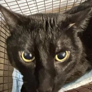 An adult large-sized male Black Domestic Short Hair cat named Beetlejuice for adoption in Rapid City, SD
