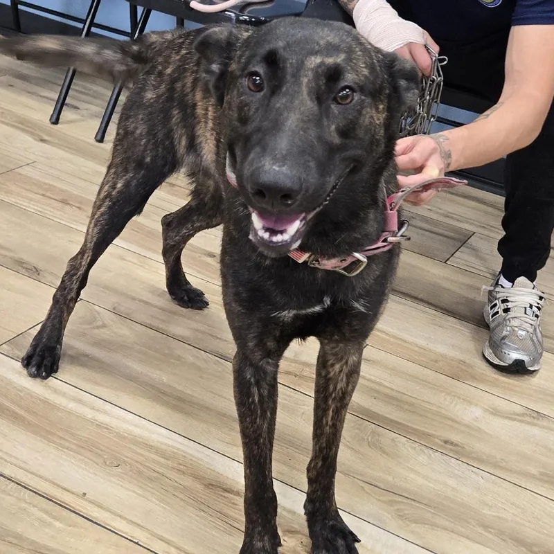 A baby small-sized female Brown / Chocolate Dutch Shepherd dog named Nina for adoption in Newark, NJ