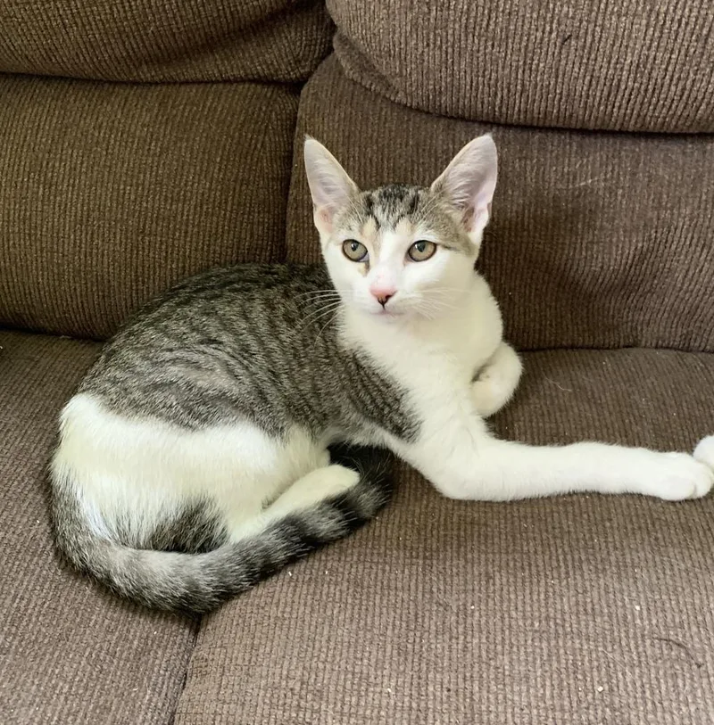 A baby small-sized female Gray & White Domestic Short Hair cat named Nayeli Baby Ellie for adoption in Greensburg, PA