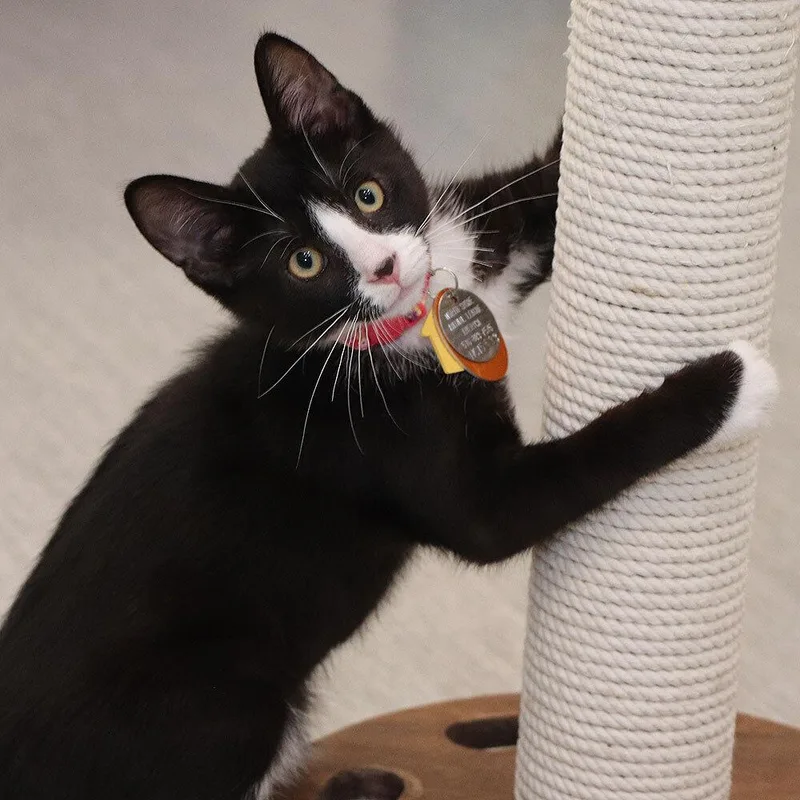 A baby small-sized female Domestic Short Hair cat named Koshka for adoption in Port Washington, NY
