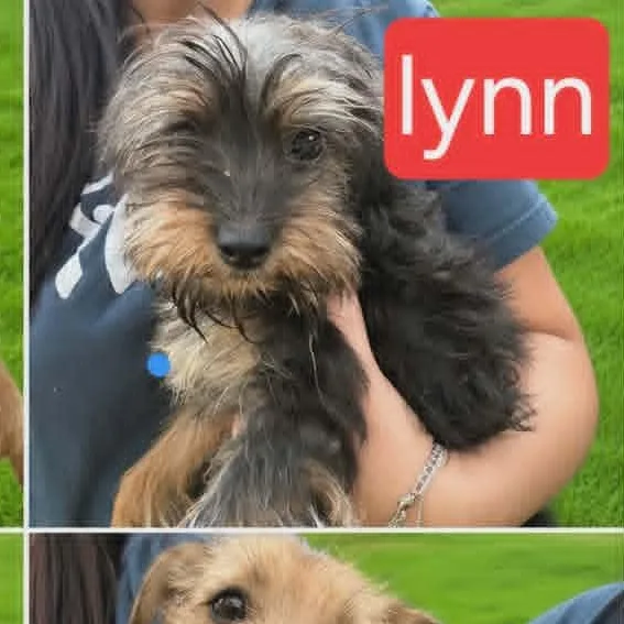 A baby small-sized female Yorkshire Terrier dog named Lynn for adoption in Fort Worth, TX
