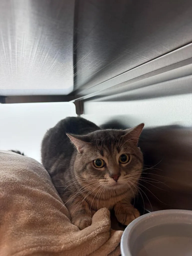 An adult medium-sized male Domestic Short Hair cat named Navy for adoption in Superior, WI