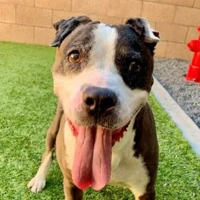 A senior large-sized male Pit Bull Terrier dog named Sweet Older Boy Is for adoption in San Marcos, CA