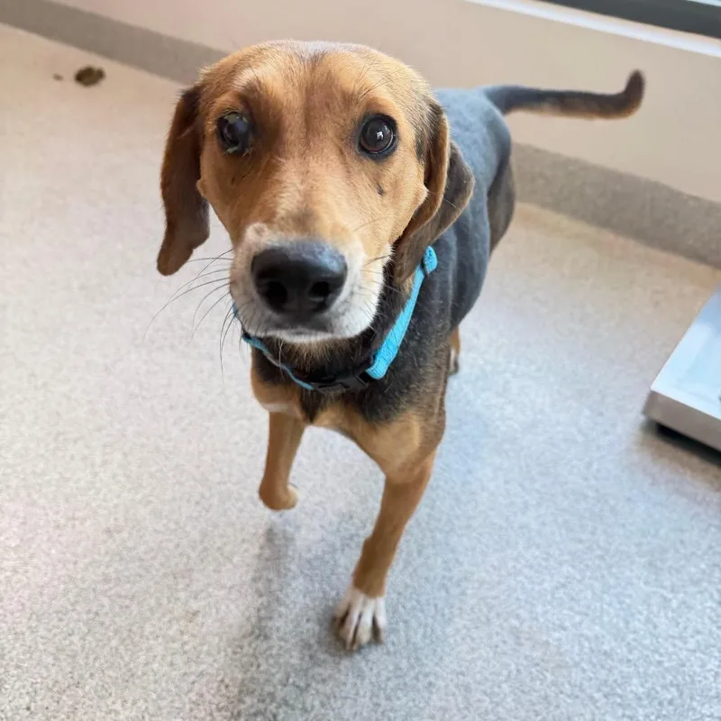 A young medium-sized female Brown / Chocolate Mixed Breed dog named Lucy for adoption in Englewood, FL