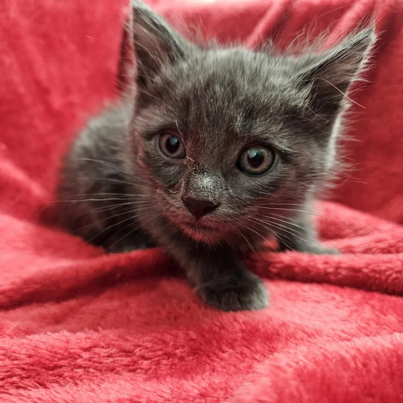 An adult small-sized male Gray / Blue / Silver Domestic Short Hair cat named Diego for adoption in Brea, CA
