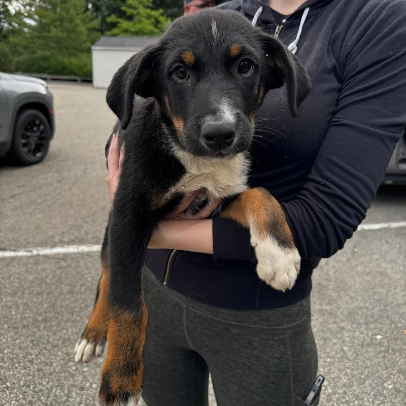 A baby large-sized male Black Mixed Breed dog named NY Johnny Avail Aug for adoption in Stormville, NY