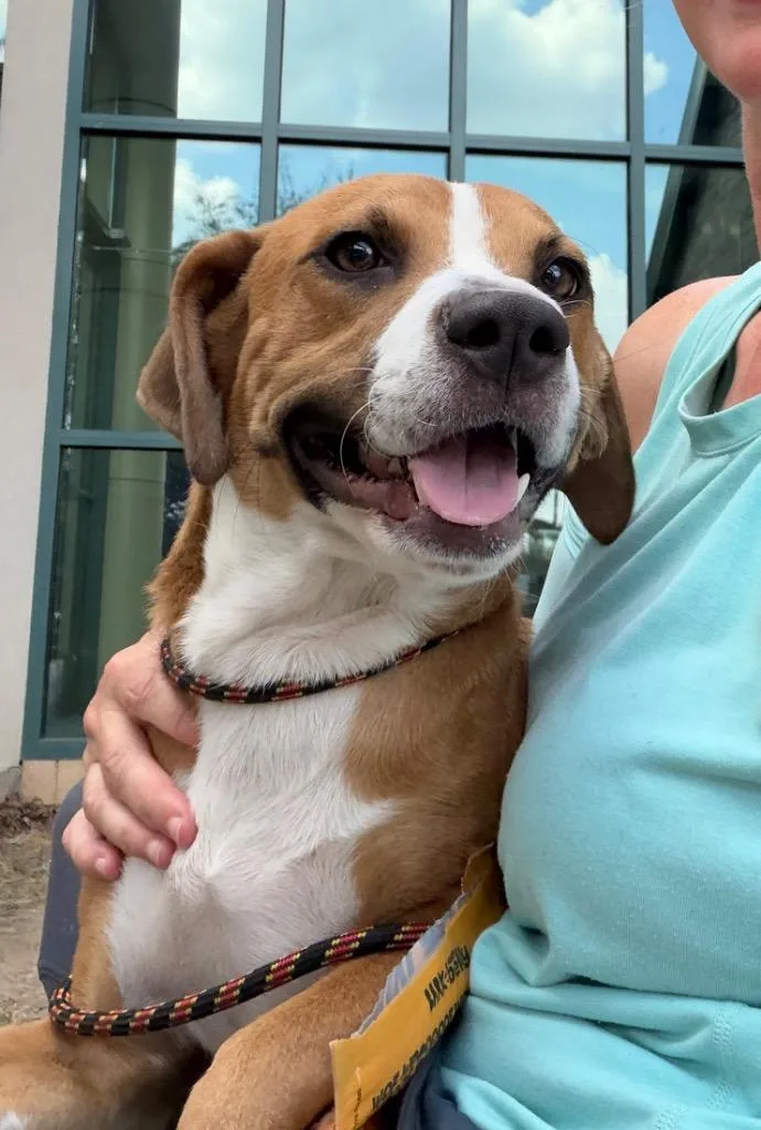 A young medium-sized female Hound dog named Demi for adoption in Little Rock, AR