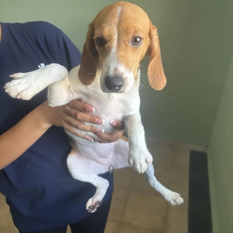 A baby small-sized female Yellow / Tan / Blond / Fawn Beagle dog named AVE aka Norah for adoption in LOXAHATCHEE, FL